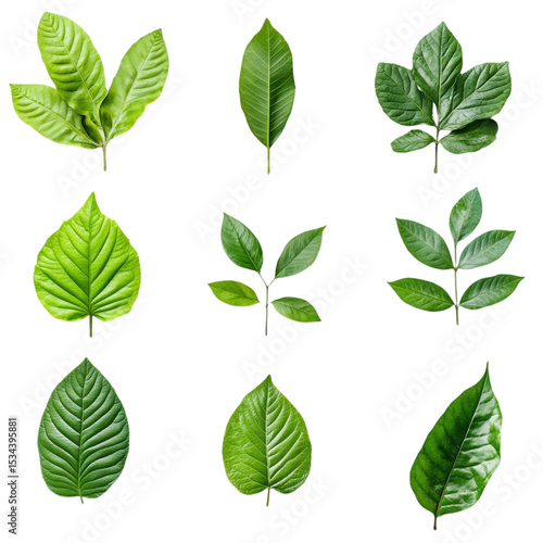 Vibrant Green Leaves on a Bold Striped Background Nature's Artistic Display