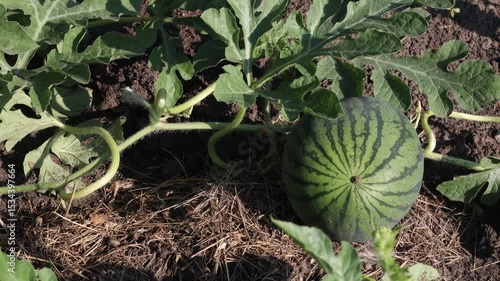 Green watermelons ripen on bed in vegetable garden in summer