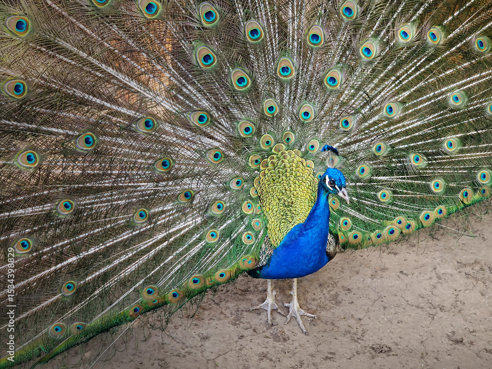 Obraz premium Magnificent peacock with vibrant iridescent blue and green plumage. Elegant feathers fan out, displaying intricate eye patterns in shades of gold and deep turquoise. Bird stands proudly, exuding grace