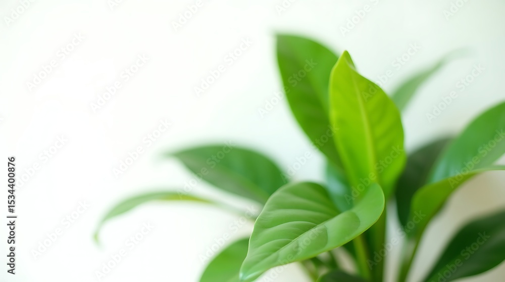 Naklejka premium Intense green hues highlighted by soft, diffused lighting and a shallow depth of field on a minimalist backdrop.