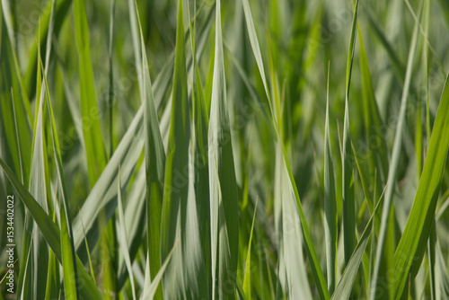 Grass Leafs