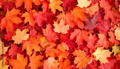 紅葉を敷き詰めた素材画像