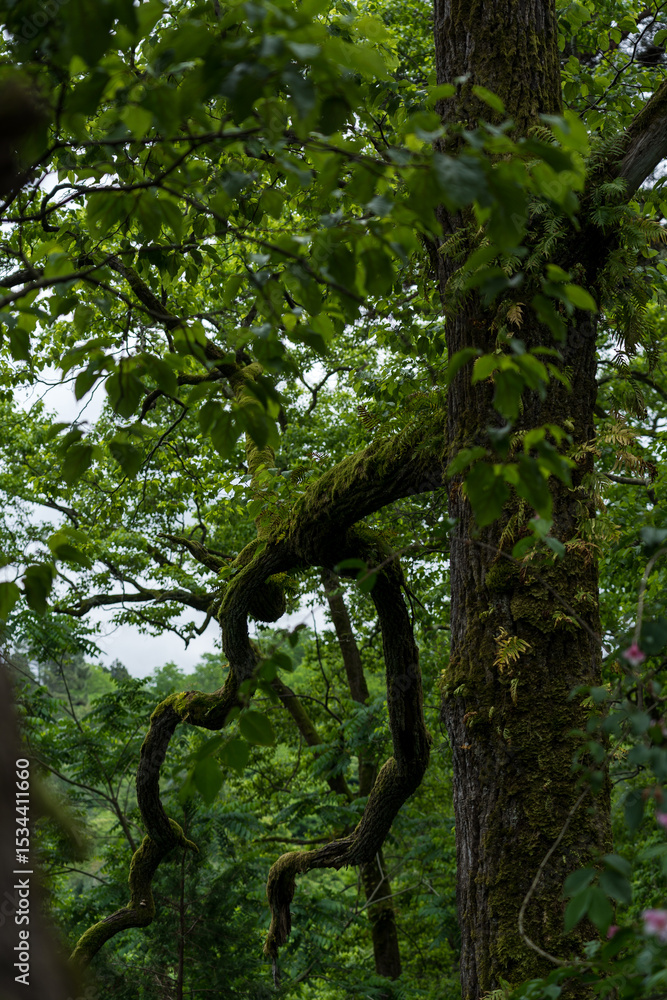 Fototapeta premium Old trees in a dense forest Botanical Garden in Georgia