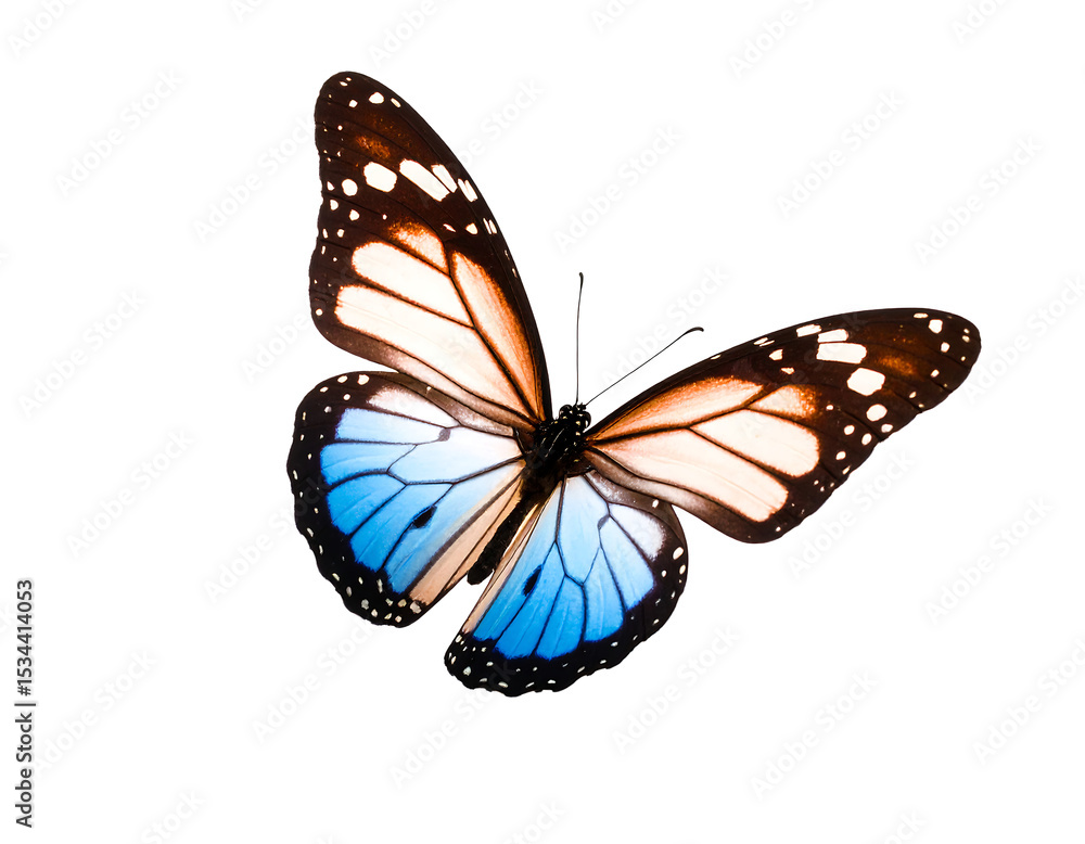 Fototapeta premium Butterfly with half blue colored wings