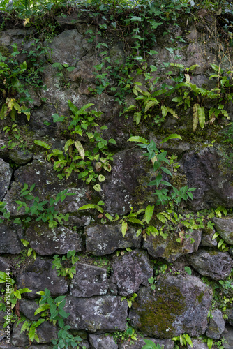 old stone wall covered with moss and vines background. Stone wall background