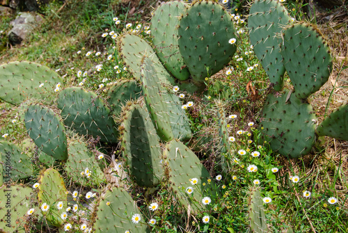 Bilde på lerret prickly pear cactus in desert