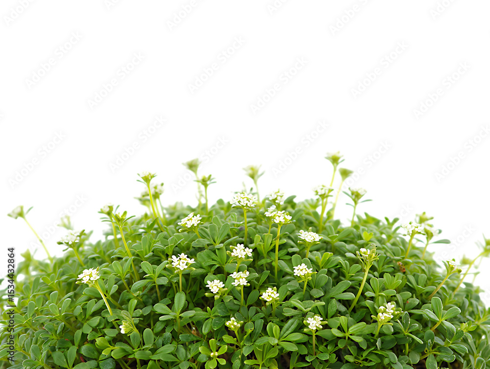 Obraz premium Vibrant Green Bush with Delicate White Flowers Nature's Exquisite Detail