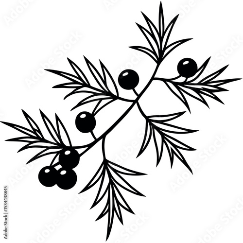 Black Line Art Juniper Branch with Berries Close Up