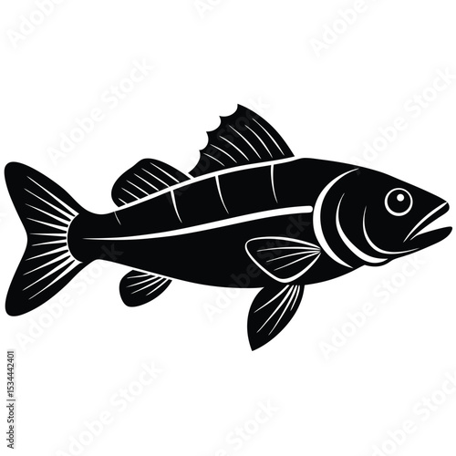 zander fish vector Illustrator 