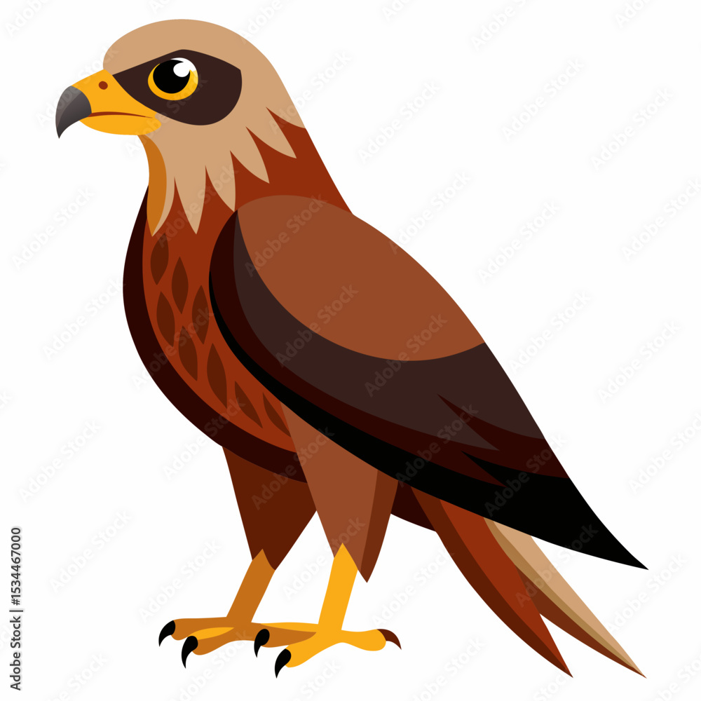Fototapeta premium Simple Marsh Harrier Illustration