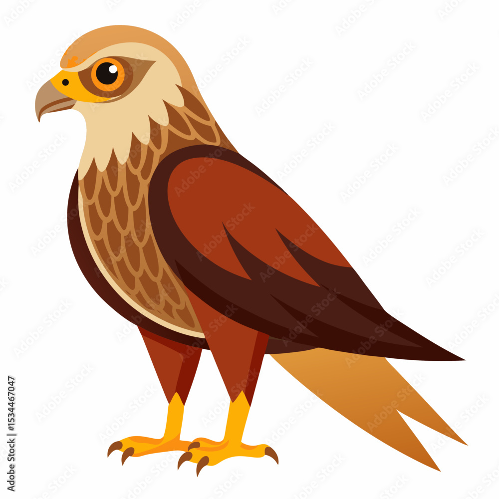 Fototapeta premium Simple Marsh Harrier Illustration