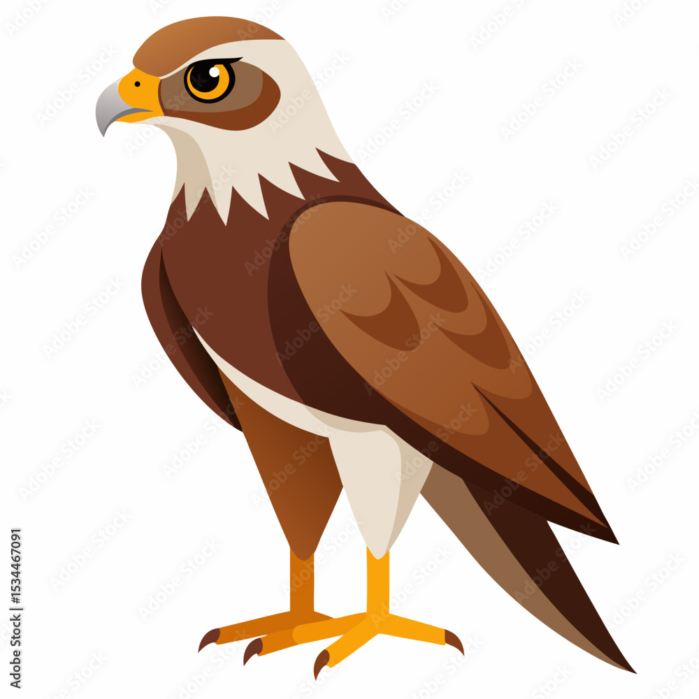 Fototapeta premium Simple Marsh Harrier Illustration