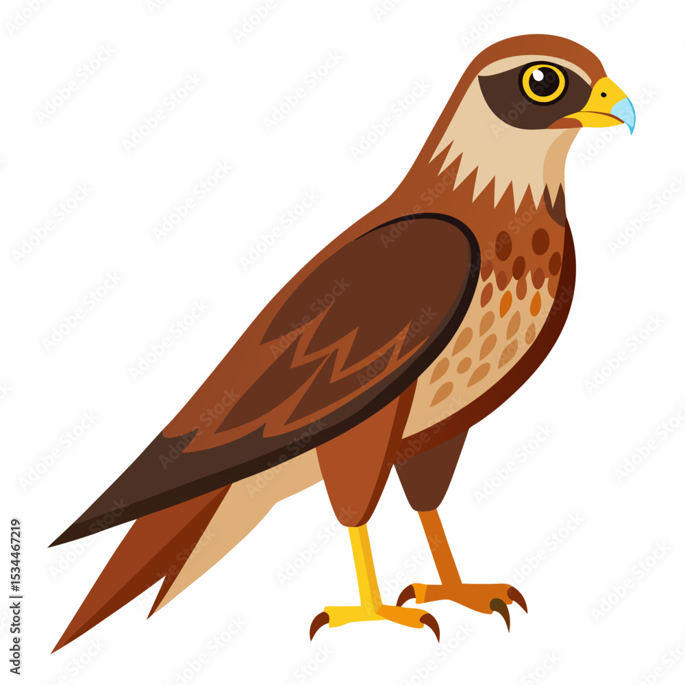 Fototapeta premium Simple Marsh Harrier Illustration