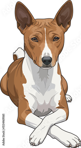 Basenji Dog Breed Vector Illustration white color background