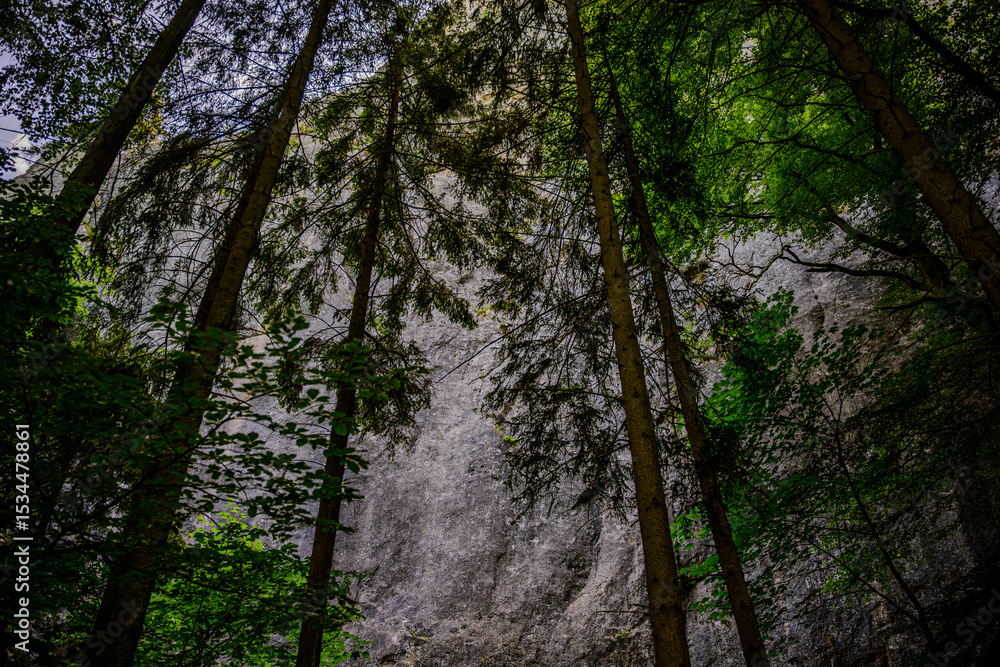 Majestic towering trees frame a rocky cliff in a serene forest during daylight Majestic towering trees frame a rocky cliff in a serene forest during daylight