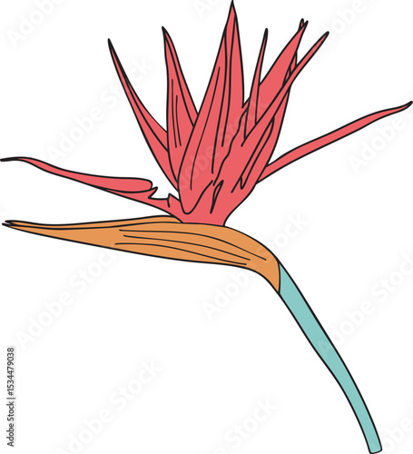 Bird of paradise flower colorful vector illustration. Hand drawn sketch of blooming floral plant. Botanical art. Great for wedding decor, cards and invitations.