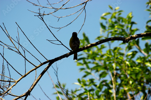 Bird perched on a tree branch with a blue sky in the background