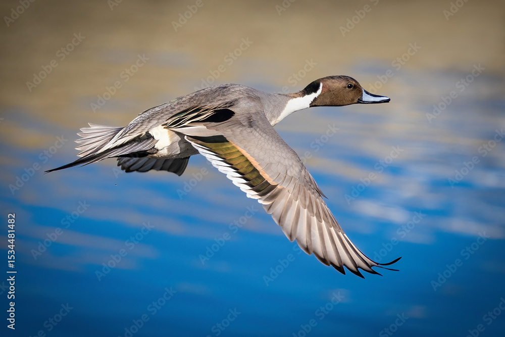 Fototapeta premium Northern Pintail