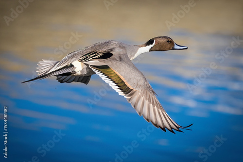Northern Pintail