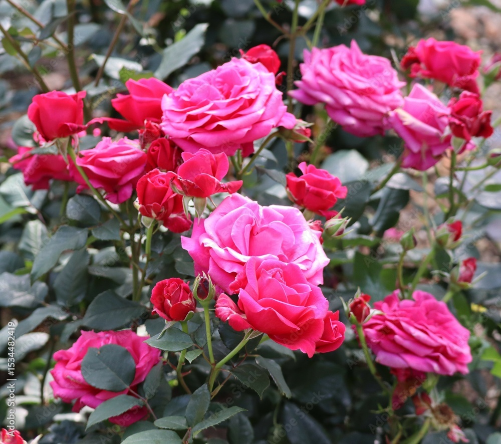 Morning in the Rose Garden Morning in the Rose Garden