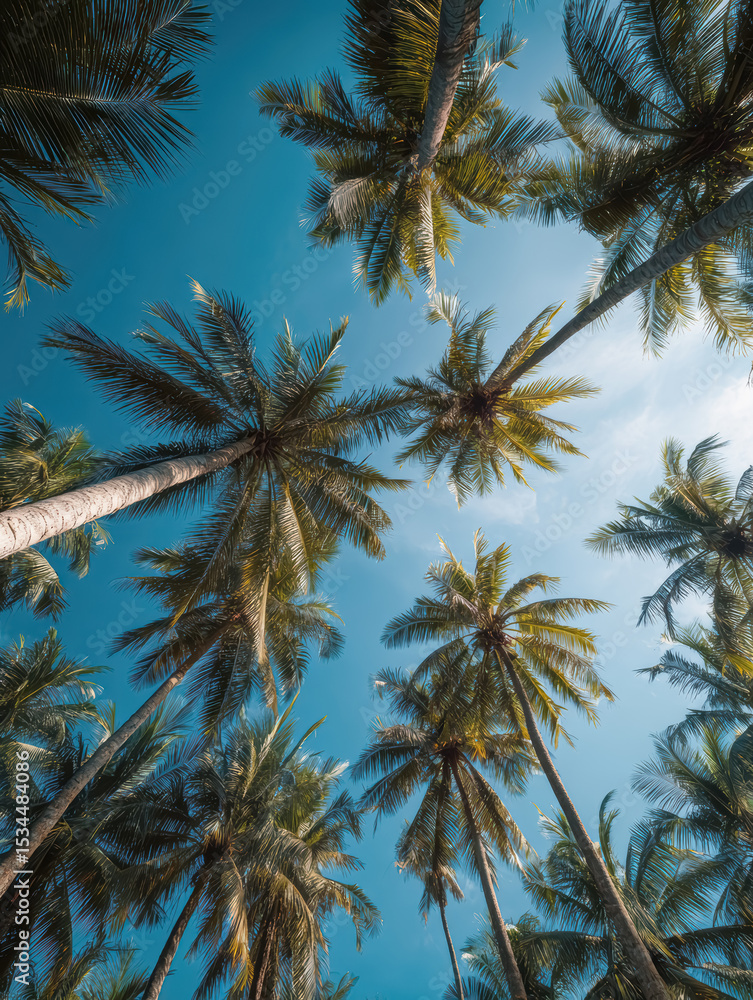 Obraz premium Palm tree tops against blue sky on a sunny day