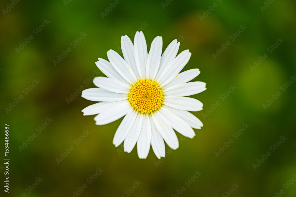 A Beautiful White Daisy Flower delicately stands out against a Blurry Green Background A Beautiful White Daisy Flower delicately stands out against a Blurry Green Background