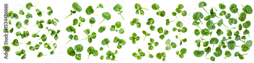 Set of Loose watercress leaves scattered flat lay, isolated on transparent background.
