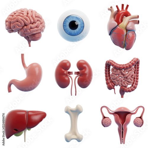 Anatomy organs illustration of human body internal organs brain heart liver kidney eye bone stomach 3d render