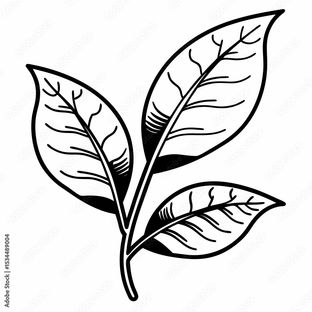 Obraz premium leaf vector