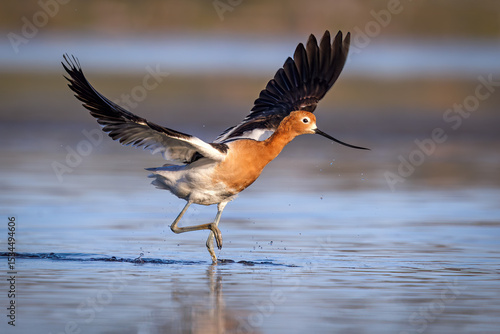 American Avocet Spreading Wings