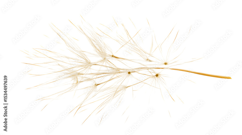Fototapeta premium Dandelion seed head isolated on white background 