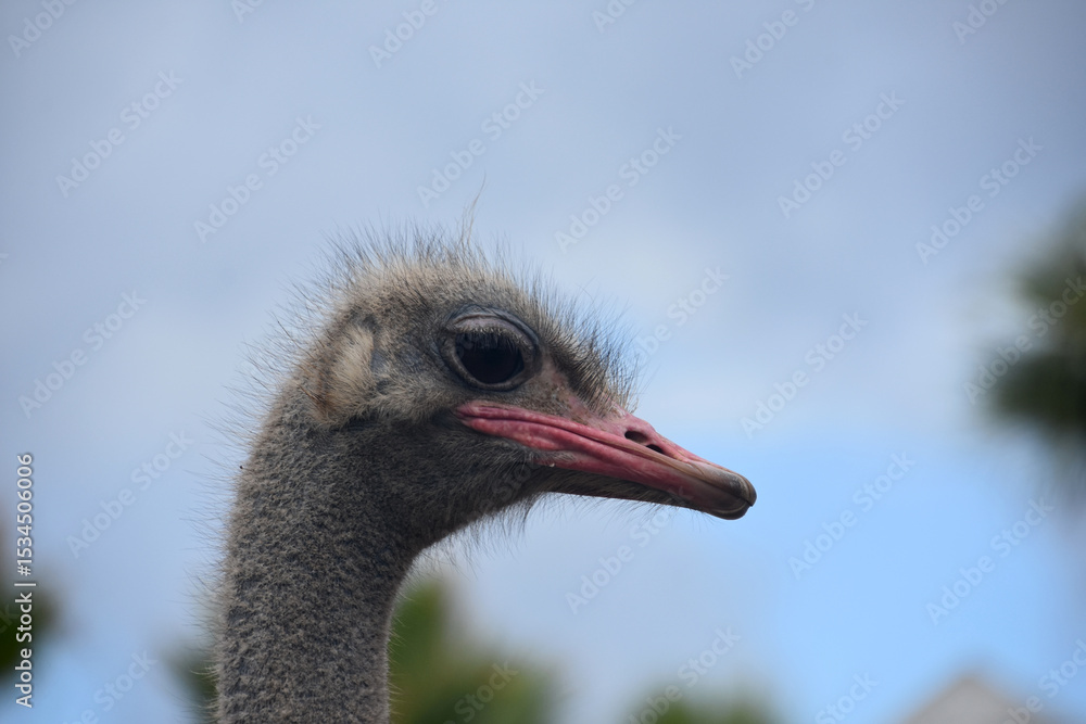 Fototapeta premium Red Beak on a Gray Feathered Ostrich