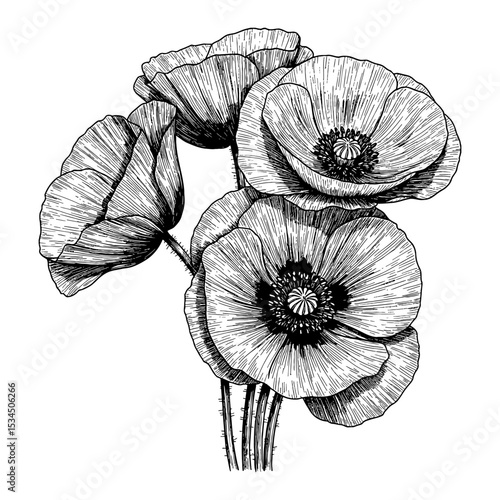 Detailed Poppies Group Black and White Outline Line Art Drawing Botanical Engraving Style Illustration