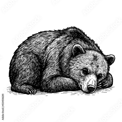 Detailed Sleeping Lying Bear Cub Black and White Outline Line Art Drawing Vintage Engraving Style