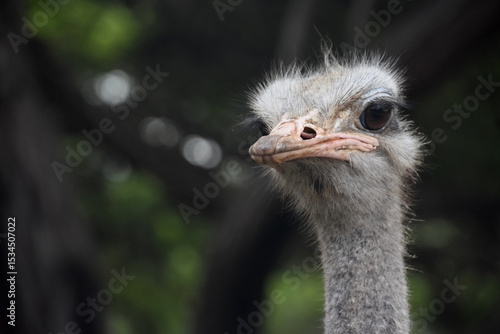 An Ostrich with a Long Neck and Ugly Face