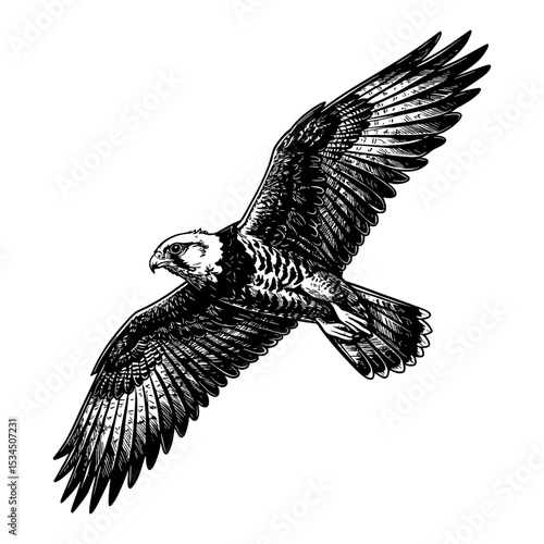 Majestic Falcon Soaring with Wings Spread Through Sky Black and White Outline Line Art Drawing