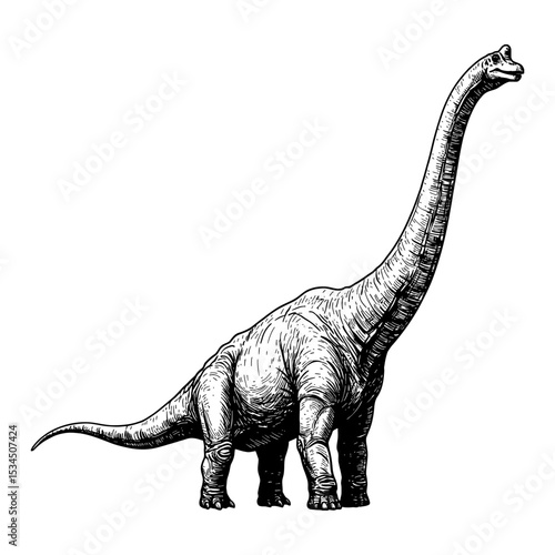 Majestic Brachiosaurus Full Body Shot Standing Side View Black and White Outline Line Art Drawing Vintage Engraving