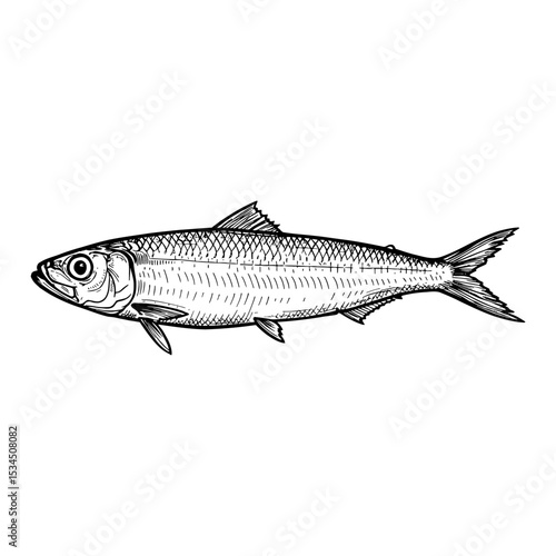 South American Pilchard Sardinops Sagax Fish Side View Black and White Outline Line Art Drawing