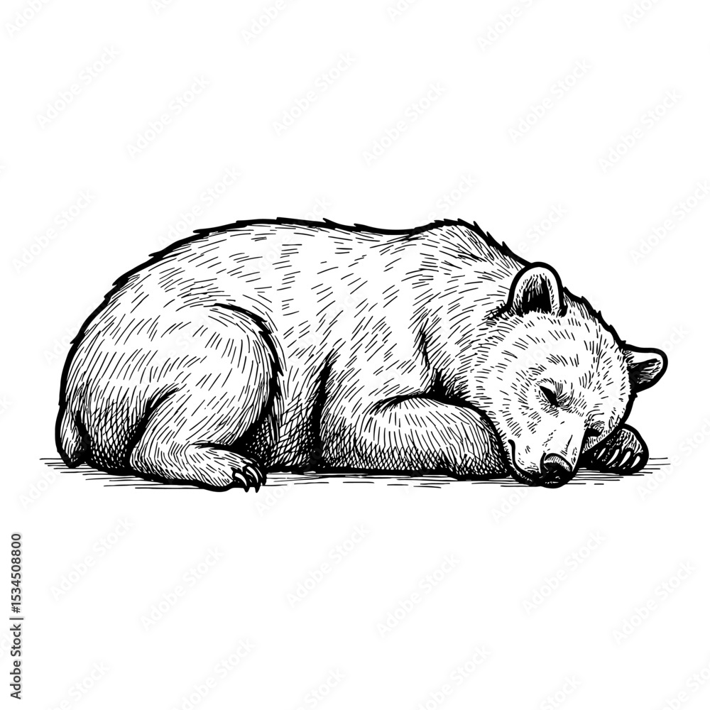 Obraz premium Adorable Sleeping Bear Cub Peacefully Resting Horizontal Side View Black and White Outline Line Art Drawing