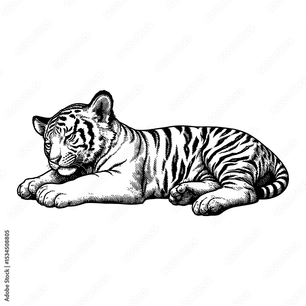 Fototapeta premium Sleeping Lying Tiger Cub Resting Full Body View Black and White Outline Line Art Drawing Engraving Style