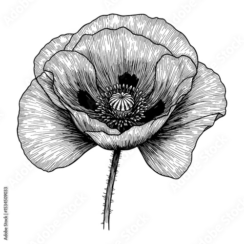 Detailed Poppy Flower Front View Black and White Outline Line Art Drawing Vintage Style Botanical Illustration