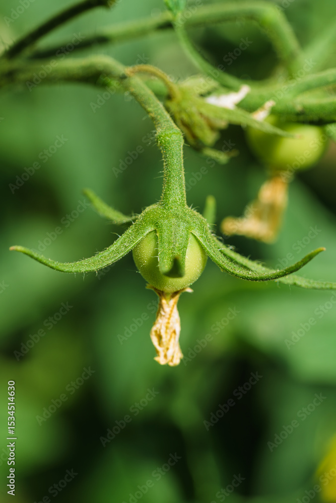 Obraz premium Green Tomato Growing Neatly on Vine in a Beautiful Garden Full of Life and Colors