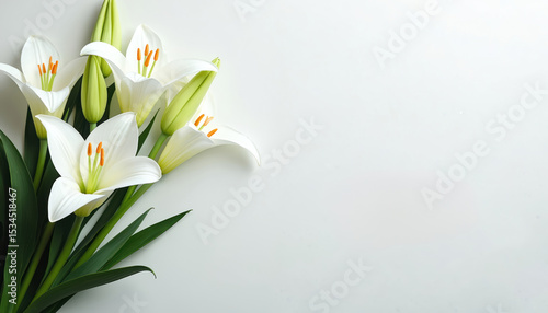 White lilies on white background perfect memorial service. Funeral flowers, elegance, symbolism, peace, serenity, calmness, grief, loss, sorrowful, remembrance, sympathy, comfort, honoring, peaceful