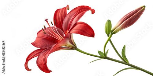A close-up of a red lily flower on a white background, a PNG clipart illustration with white space around the edges.