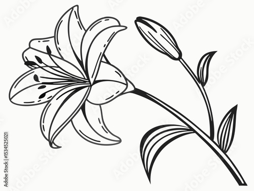 Elegant line drawing of a lily flower and bud