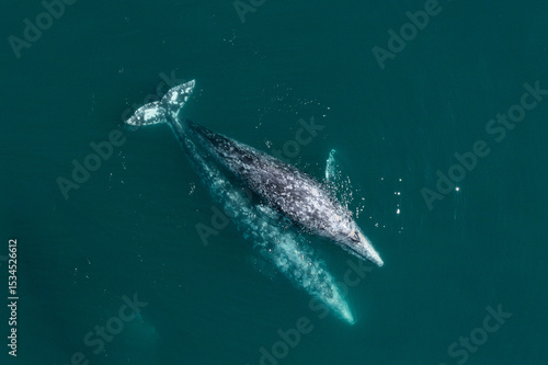 Gray whale mating in the deep blue Pacific Ocean. Top view of two whales in the ocean