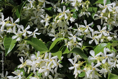Trachelospermum asiaticum ( Asisn jasmine ) flowers. Apocynaceae evergreen vine shrub. Produces propeller-shaped fragrant white flowers in early summer. Beautiful floral background 
