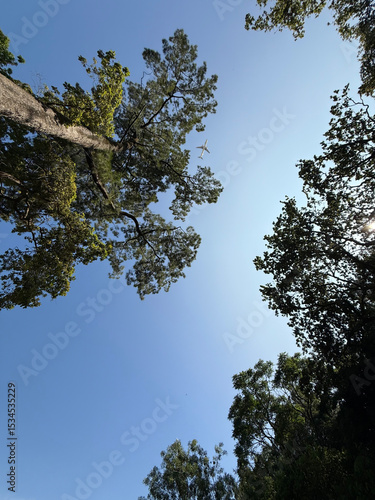 View from the top of trees and blue sky with airplane