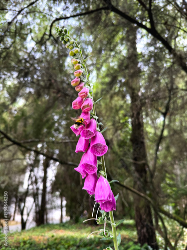 Bumblebee on a plant with pink flowers