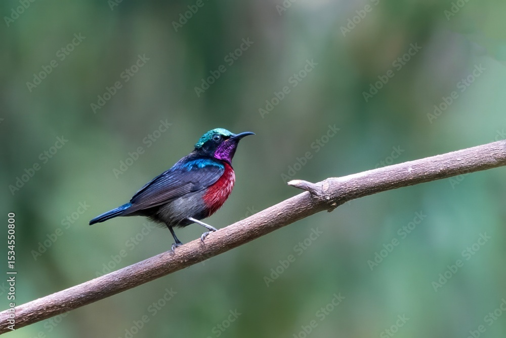 Van Hasselt's sunbird or Leptocoma brasiliana seen in Karimganj, Assam, India Van Hasselt's sunbird or Leptocoma brasiliana seen in Karimganj, Assam, India
